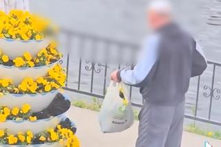 Amatorzy bratków okradli kwietnik w centrum miasta. Ich niecny czyn zarejestrowała kamera
