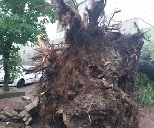Burza w Łodzi wyrywa drzewa z korzeniami