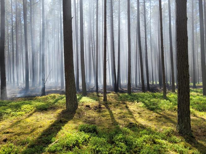 Pożar w Borach Tucholskich. Park Narodowy ostrzega! "Występuje duże zadymienie"