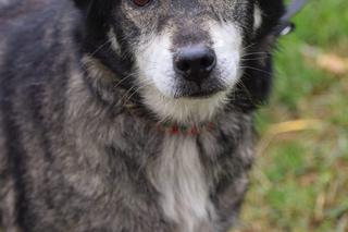 Budzik czeka na nowy dom w COZ Grudziądz