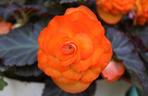 Begonia bulwiasta