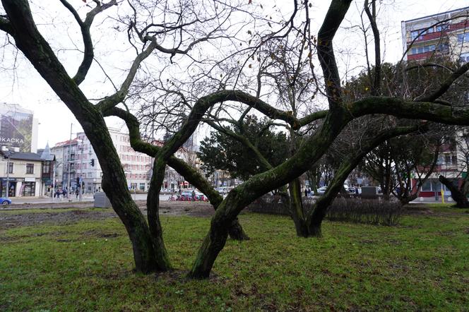 Drzewa na skwerze przy skrzyżowaniu ul. 10 lutego i Świętojańskiej tworzyły wyjątkowy klimat