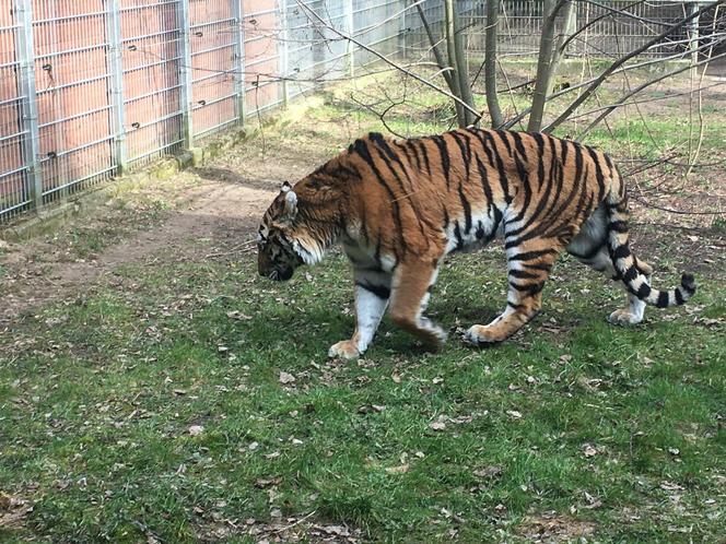 Sprawdziliśmy, jak tygrysica z Myślęcinka radzi sobie po śmierci Altaja. Dyrektorka ogrodu: są nadzieje na potomstwo