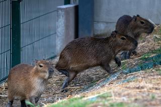 Kapibary przejmują łódzkie ZOO! Do dwóch samic dołączył samiec