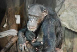 Nowy podopieczny warszawskiego Zoo!