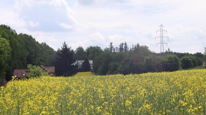 Chcesz zdjęcie? To się pospiesz! Rzepaki powoli zaczynają przekwitać [GALERIA]