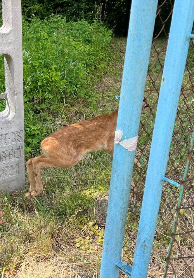 Druhowie z Iwonicza uratowali sarenkę. 