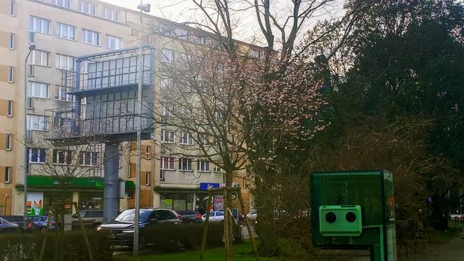 Uderzenie wiosny w Szczecinie. Nie tylko krokusy budzą się do zycia