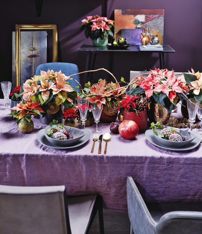 Kolorowe poinsecje w dekoracji świątecznego stołu