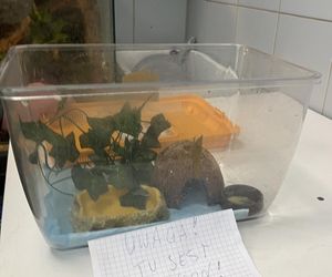 W opakowaniu rukoli znaleziono żywego gekona