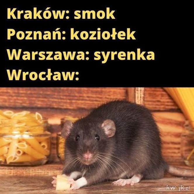 Szczury przejęły władzę nad Wrocławiem. Zobacz Najlepsze MEMY!