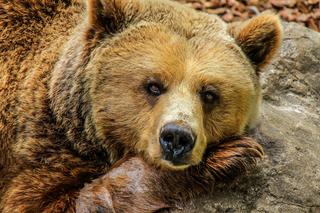 W Tatrach zastrzelono dwa niedźwiedzie, które zagrażały ludziom. Zwierzęta są pod ochroną