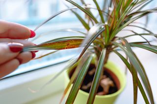 Już 1 łyżka sprawi, że marniejąca dracena będzie rosła jak szalona. Szybko obsypie się nowymi liśćmi. Domowa odżywka do draceny