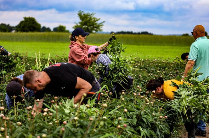 Królewskie kwiaty z Brzozia podbijają świat