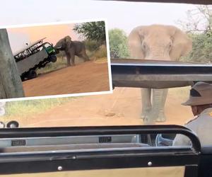 Słoń zaatakował samochód pełen turystów! Szokujące wideo 