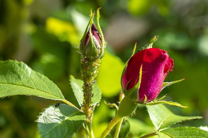 Mszyce na różach ogrodowych - jak zwalczać mszyce na krzewach róż