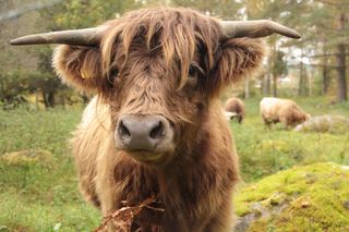 Trwają poszukiwania dwóch krów rasy highland cattle. Proszę do nich nie podchodzić