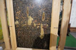 Muzeum i Skansen Pszczelarstwa w Swarzędzu