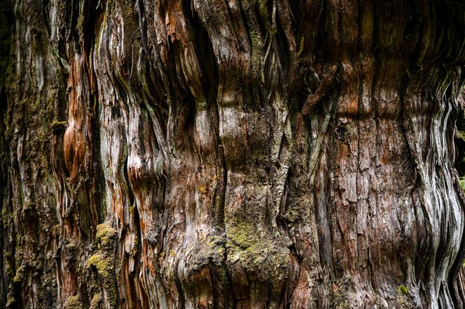Najstarsze drzewo świata