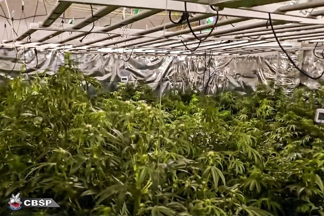 Akcja CBŚP w dwóch województwach. Zdjęcia z działań służb