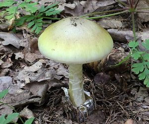 Muchomor sromotnikowy