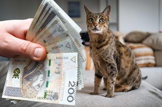 Zapłacililiście już podatek od kota? Wielu może być zaskoczonych. Zapominalskim grożą ogromne kary