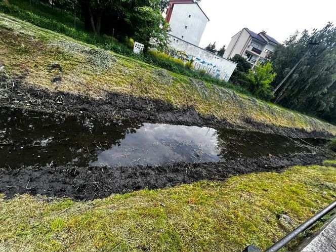 Warszawa, Wesoła. Zniszczone gniazda kaczek