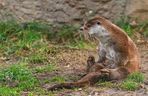 Dni Odry we wrocławskim zoo