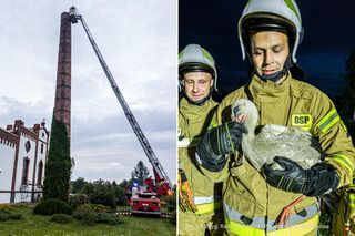 Bocian spadł na sam dół komina o wysokości 24 metrów! Strażacy i mieszkańcy ruszyli na ratunek [ZDJĘCIA]
