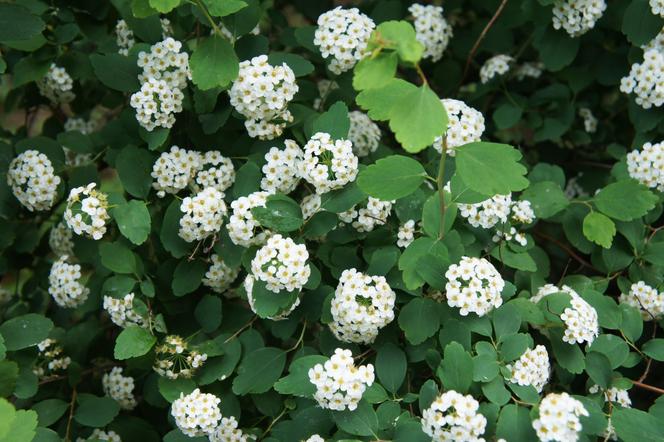 Tawuła brzozolistna - Spiraea betulifolia