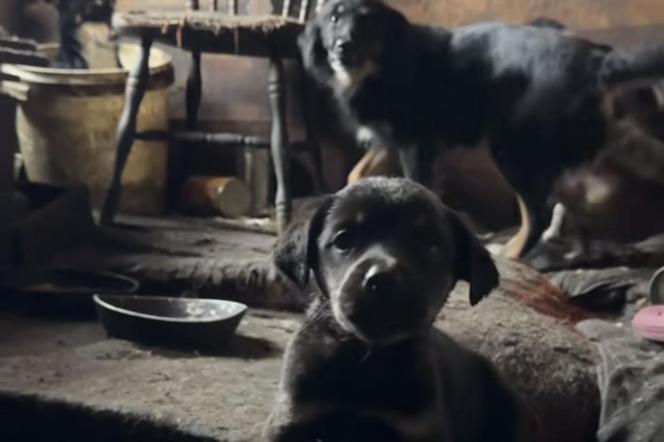 Dramatyczna interwencja DIOZ w Łódzkiem. Zwłoki psów, chore szczenięta schowane w tapczanie