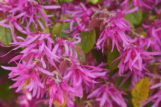 Loropetalum chińskie ‘Rubra’ - Loropetalum chinense ‘Rubra’