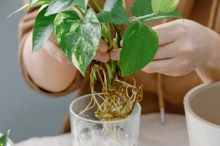 Rozmnażanie przez sadzonki