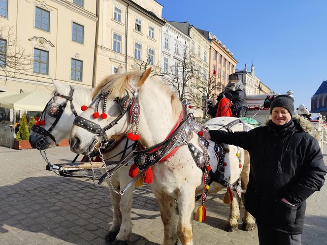 obrońcy zwierząt zniechęcają turystów do przejażdżek dorożkami 