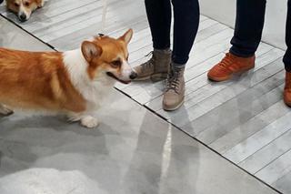 Tysiące psów i odwiedzających. II Międzynarodowa wystawa Psów Rasowych odbyła się w Bydgoszczy