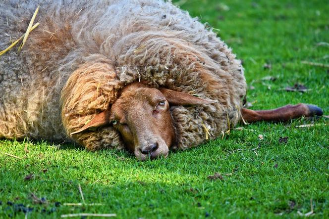 Kilkanaście owiec brutalnie zmasakrowanych. Ślady wskazują na sprawcę