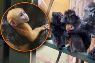 Pomarańczowy maluch przyszedł na świat w gdańskim zoo. To gatunek narażony na wyginięcie