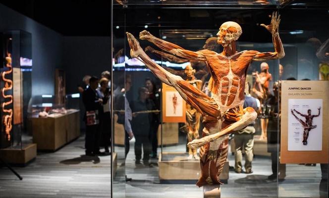 Kontrowersyjna wystawa Body Worlds wraca do Katowic. Zobaczymy ją w galerii Szyb Wilson