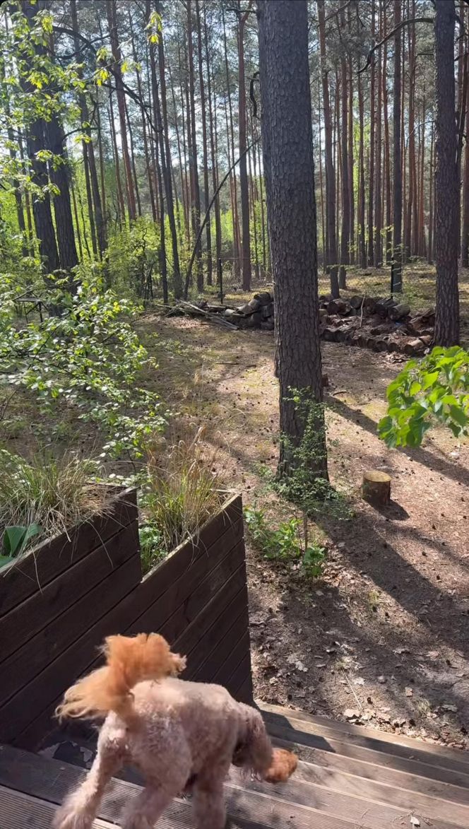 Julia Wieniawa zamieszkała w lesie