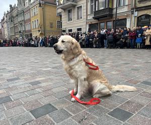 Golden Retriever WOŚP 2024 w Poznaniu. Psiaki też zbierają na dzieciaki. Kwesta na WOŚP i pokazy Golden Retrieverów 