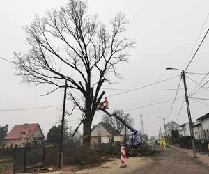 Kalisz. Mieszkańcy ul. Moniuszki przeciwni wycince drzew 