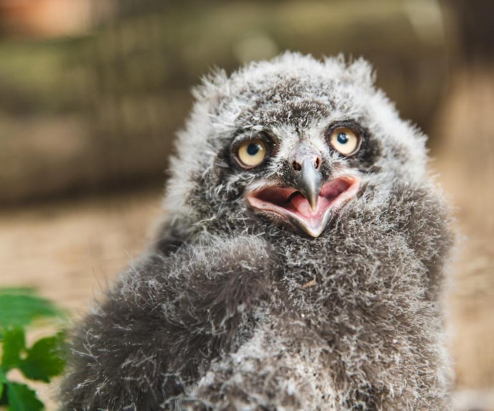 We Wrocławskim zoo wykluły się śnieżnobiałe puchacze. Są rozkoszne!