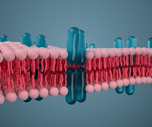 Fosfolipidy - funkcje, źródła w pożywieniu, działanie