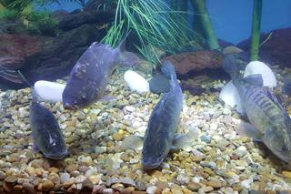 Targi Wędkarskie Rybomania w Sosnowcu