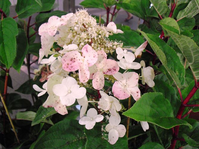 Hortensja bukietowa 'Wim's Red'