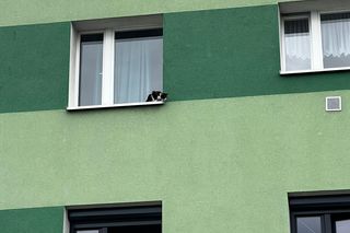 Kot na parapecie, właściciele poza domem. Interweniowała Straż Miejska w Gostyniu 