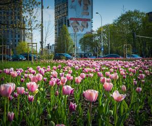 Warszawa utonęła w kolorowych tulipanach