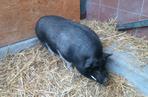 Wietnamska świnka znaleziona w Warszawie