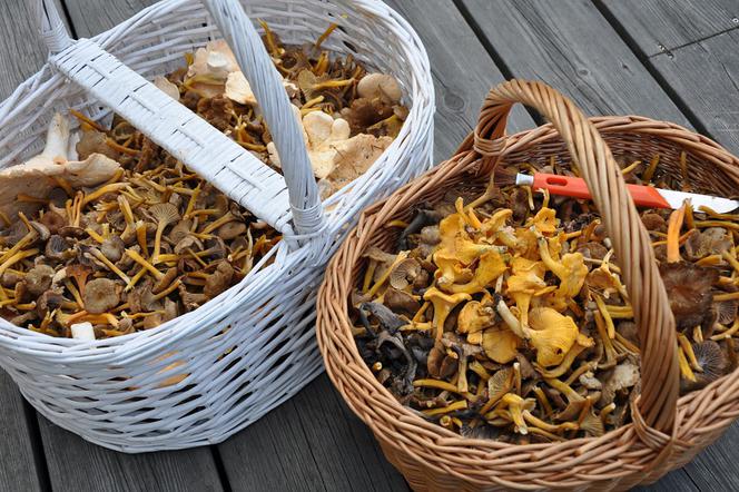 Czy zebrane grzyby są jadalne można sprawdzić w powiatowych stacjach sanepidu