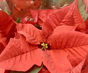 Kwiaty na Boże Narodzenie. Podaruj rośliny, które przynoszą szczęście. Dom, w którym znajdzie się ten kwiat będzie pełen miłości i spełnienia